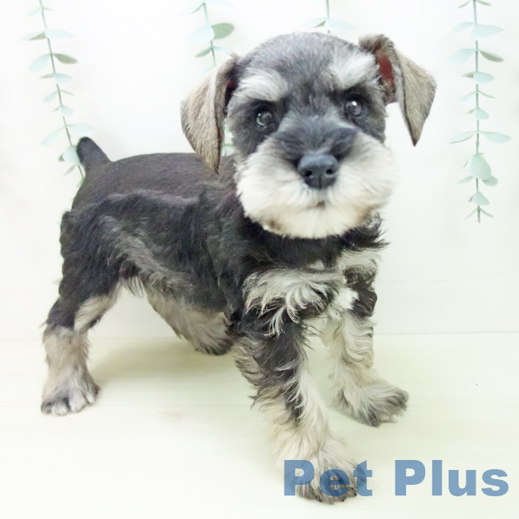 ミニチュア・シュナウザーの写真2