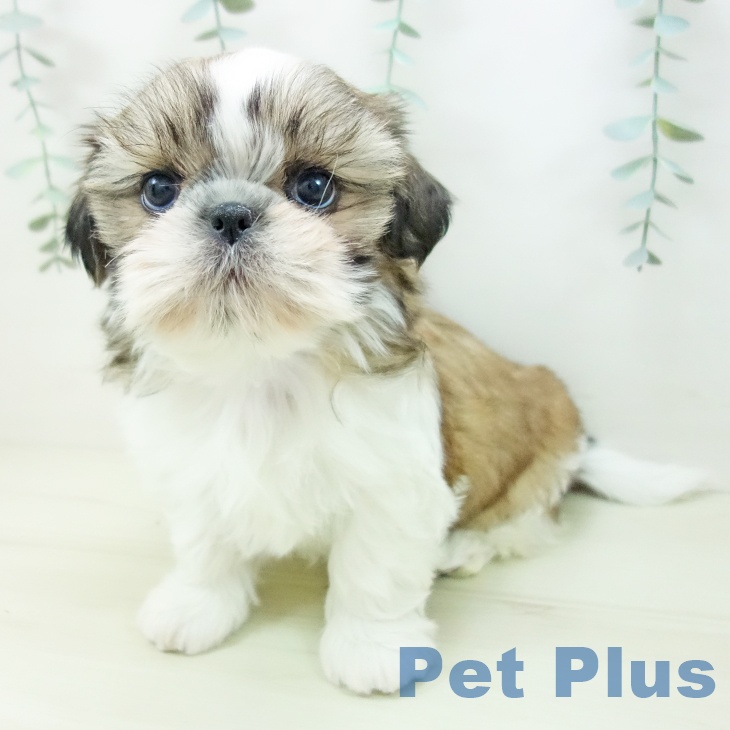 シー・ズーの写真2