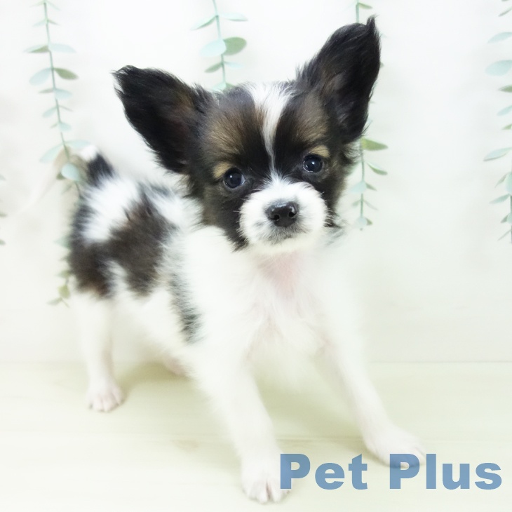 パピヨンの写真2