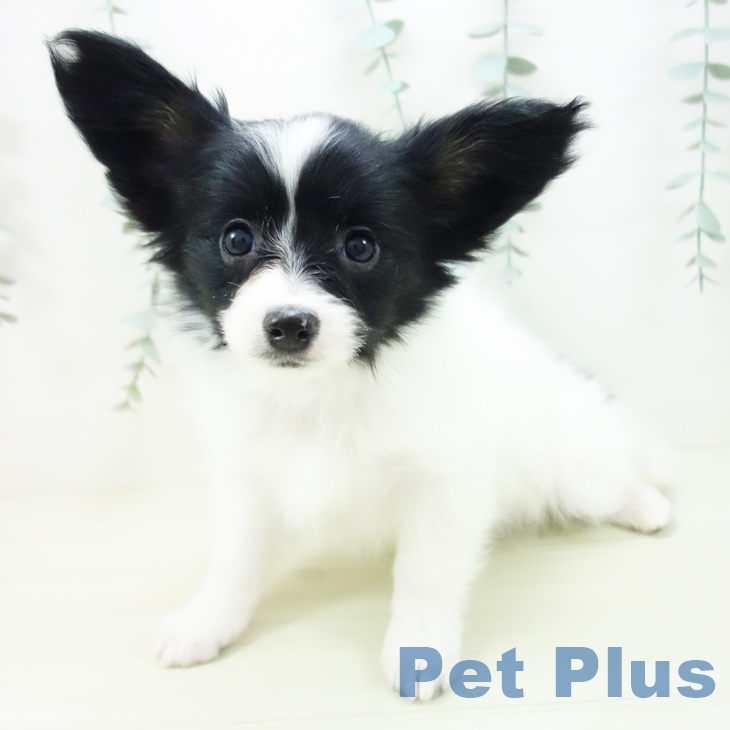 パピヨンの写真2