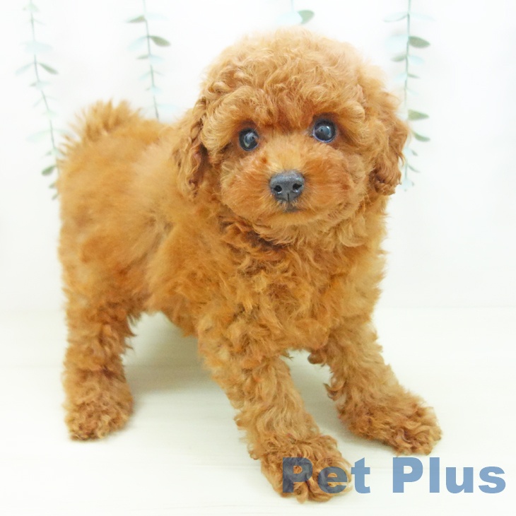 トイ・プードル