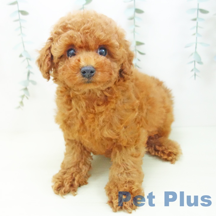 トイ・プードルの写真2