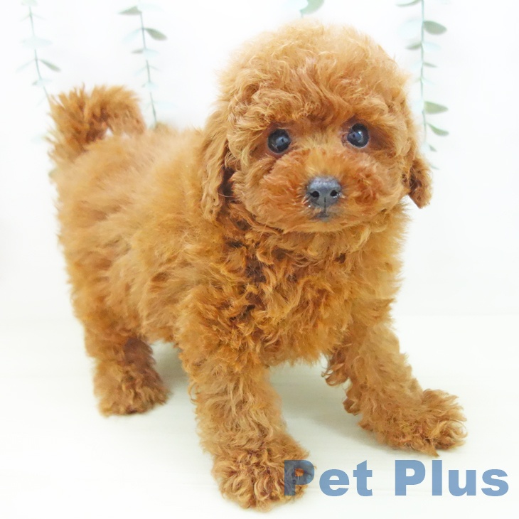 トイ・プードル