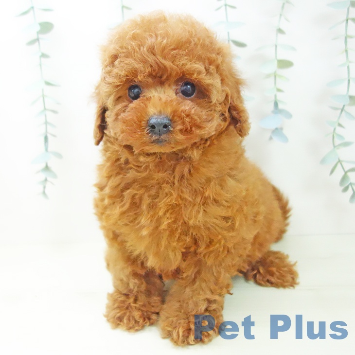 トイ・プードルの写真2