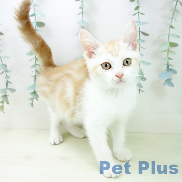 スコティッシュフォールド