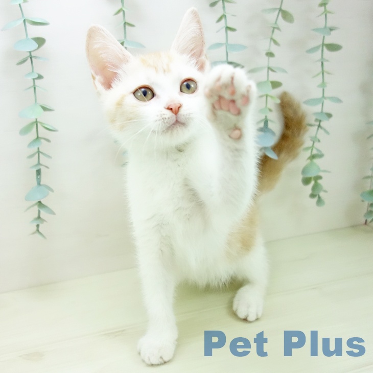 スコティッシュフォールドの写真2