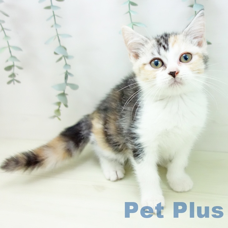 スコティッシュフォールド