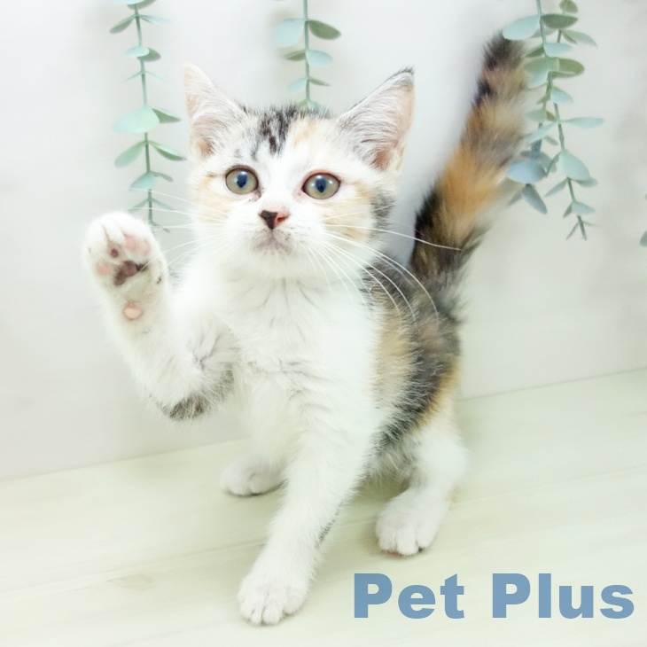 スコティッシュフォールドの写真2