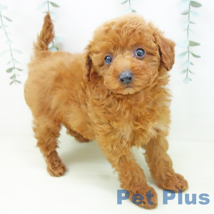 トイ・プードルの写真2