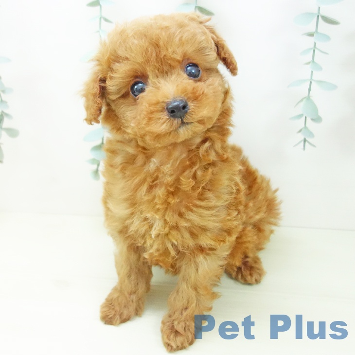 トイ・プードル