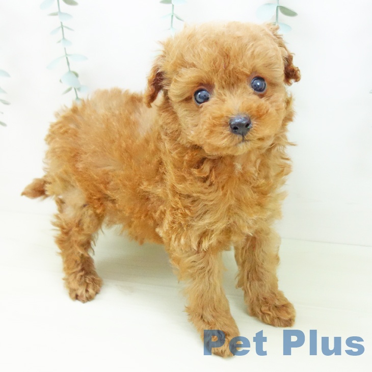 トイ・プードル