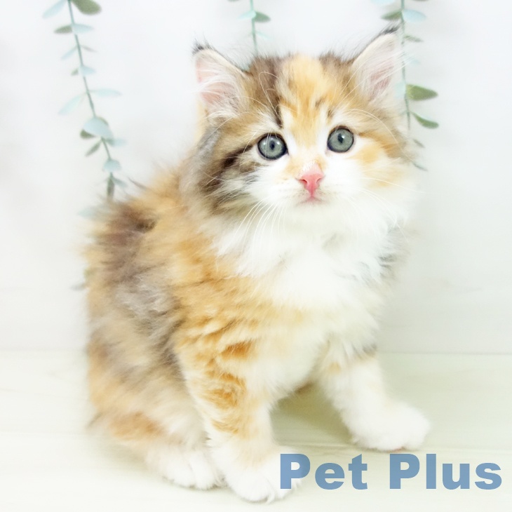 サイベリアンの写真2