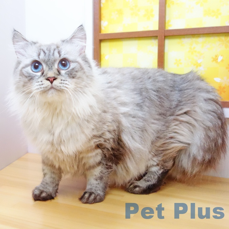 サイベリアンの写真2