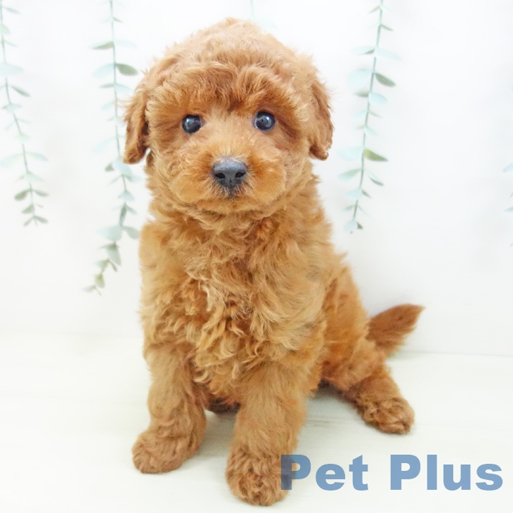 トイ・プードル