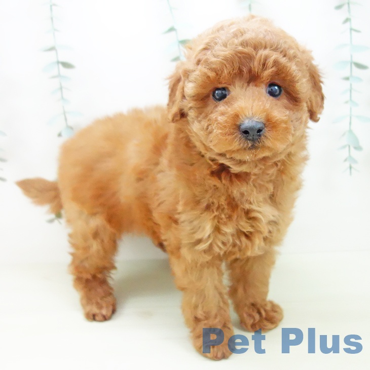 トイ・プードルの写真2