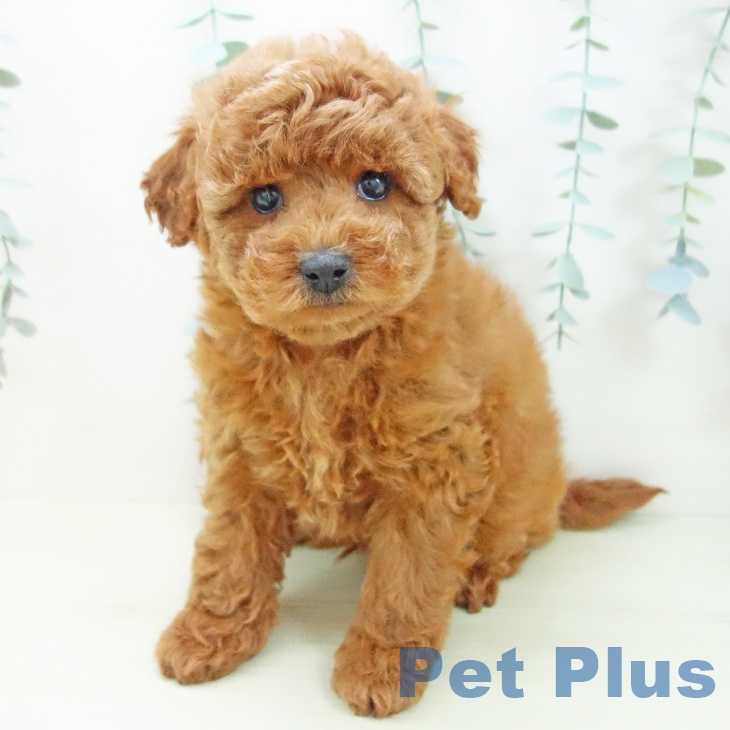 トイ・プードルの写真2