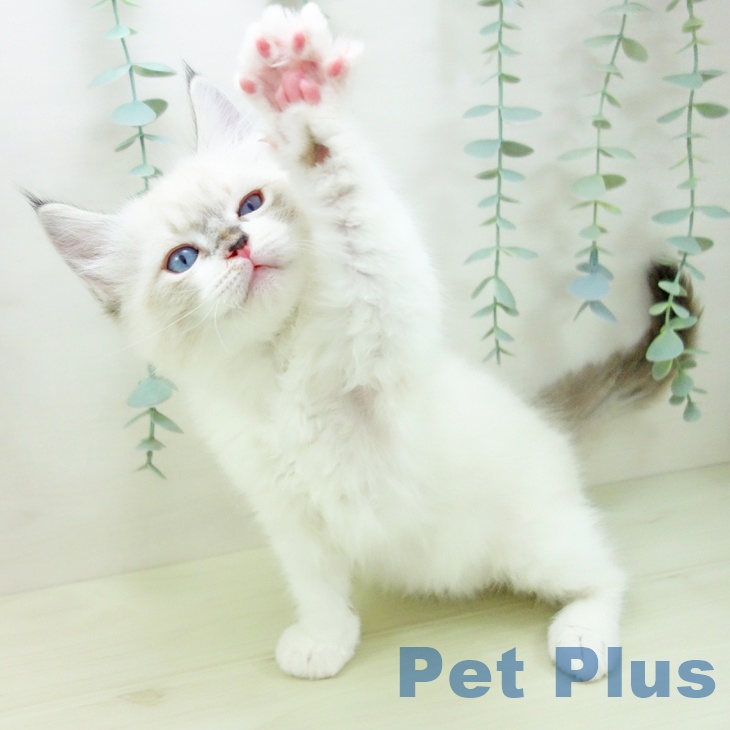 ラグドールの写真2