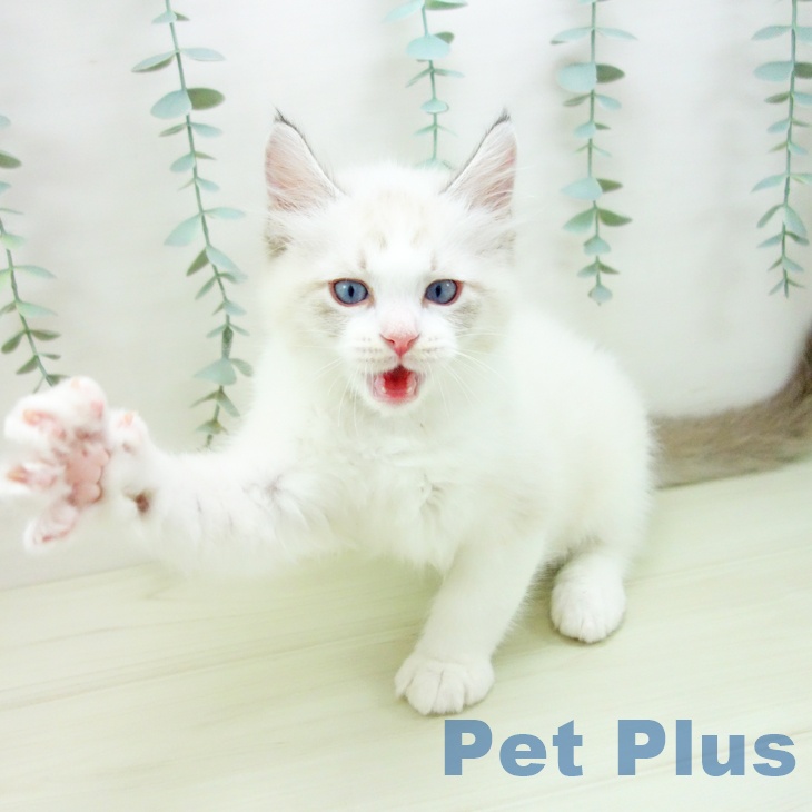 ラグドールの写真2