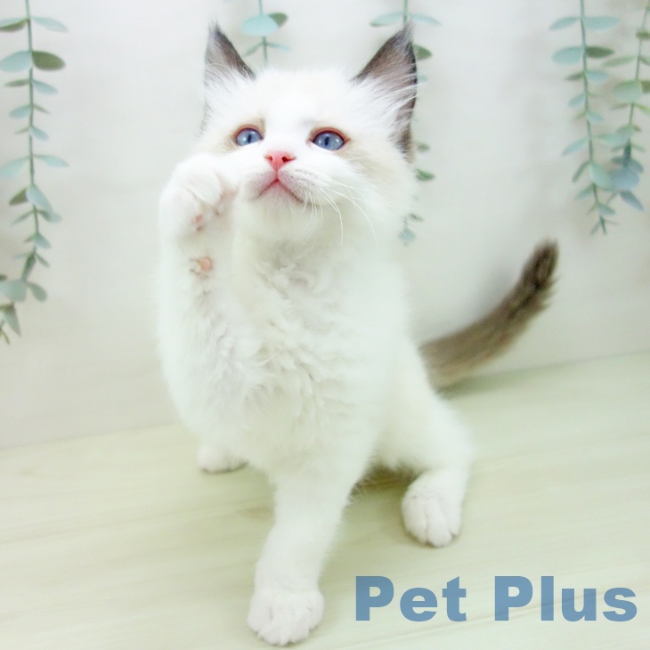 ラグドールの写真2