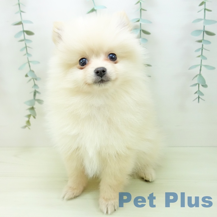 ポメラニアンの写真2