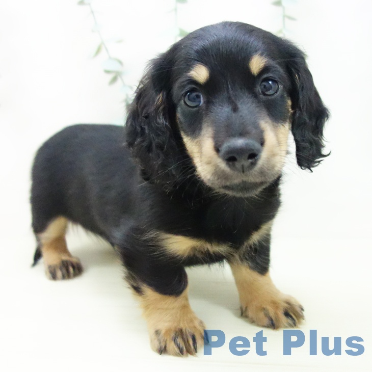 ミニチュア・ダックスフンド