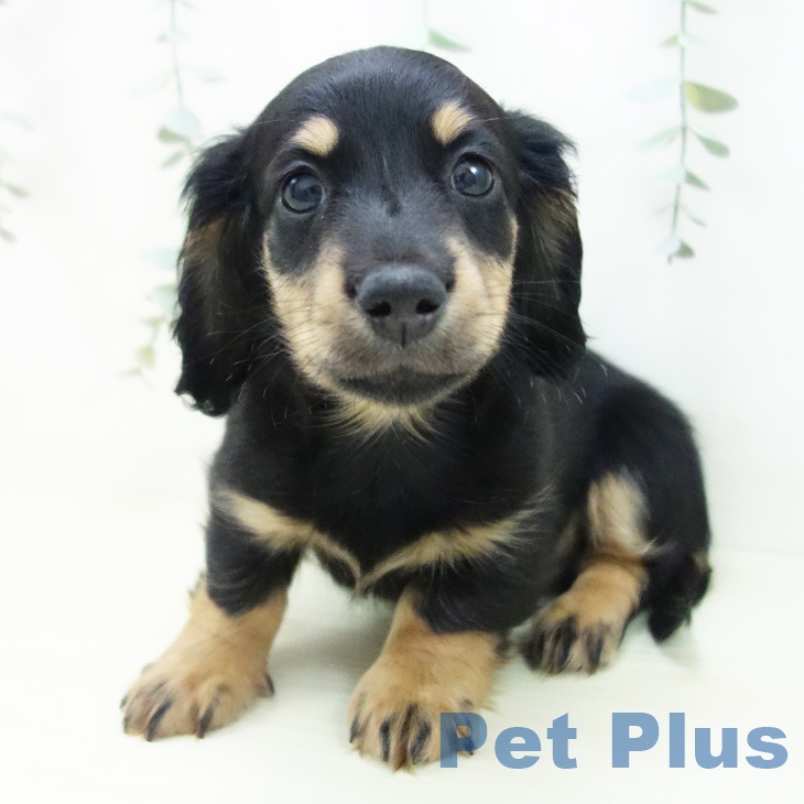 ミニチュア・ダックスフンドの写真2