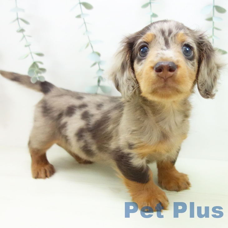 ミニチュア・ダックスフンド