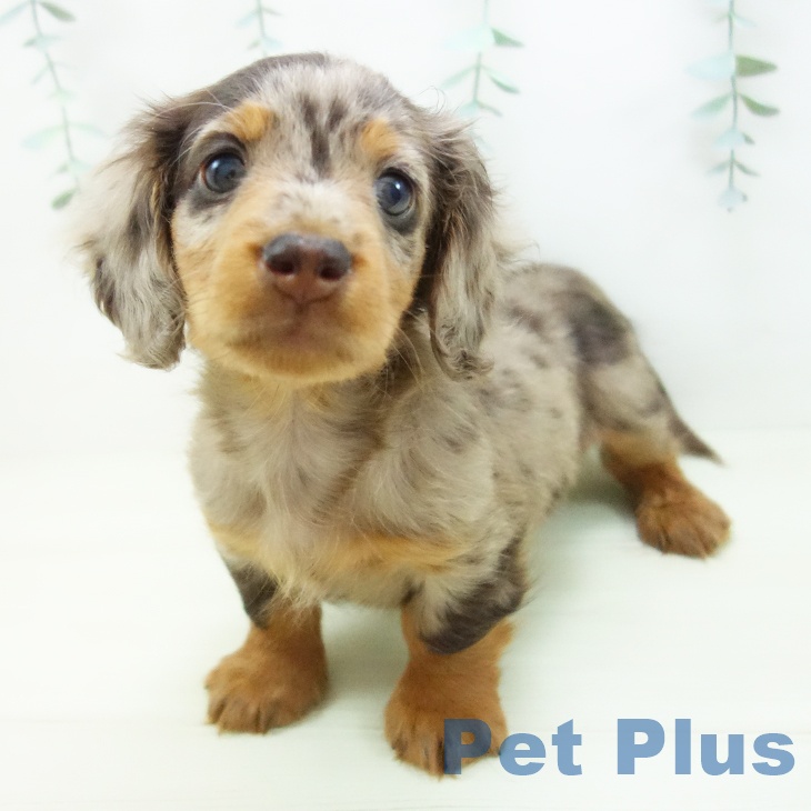 ミニチュア・ダックスフンドの写真2