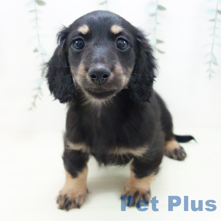 ミニチュア・ダックスフンド