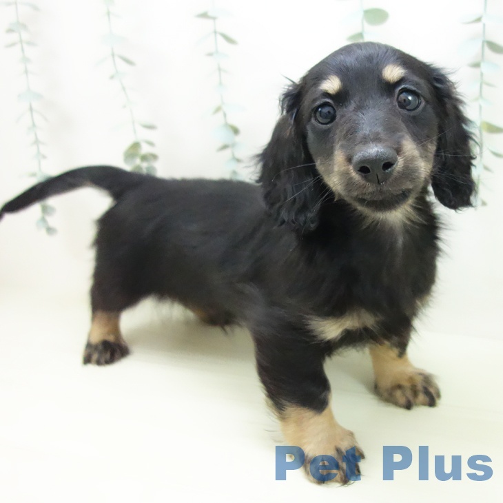 ミニチュア・ダックスフンドの写真2