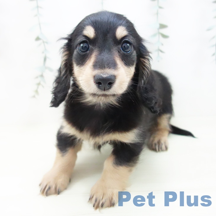 ミニチュア・ダックスフンド