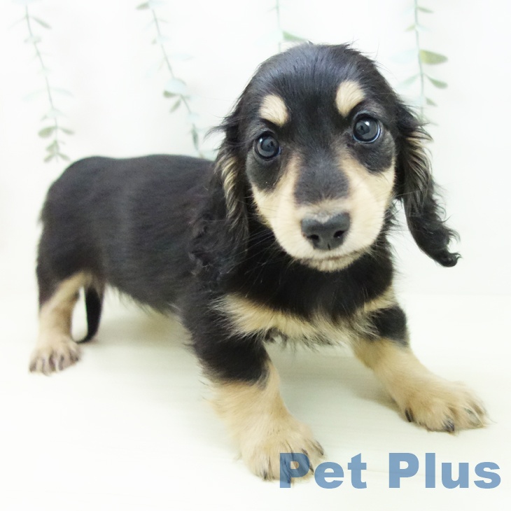 ミニチュア・ダックスフンドの写真2