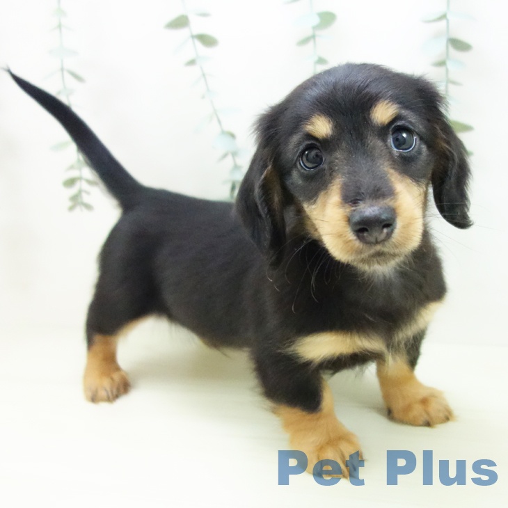 ミニチュア・ダックスフンド