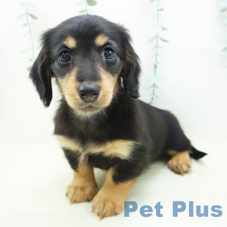 ミニチュア・ダックスフンドの写真2