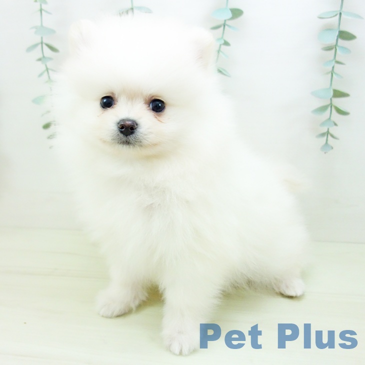 ポメラニアンの写真2