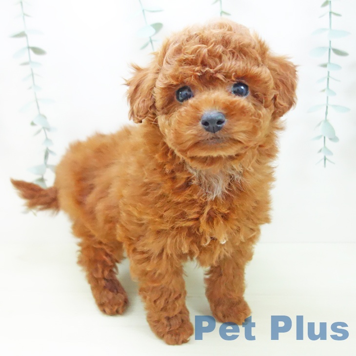 トイ・プードル