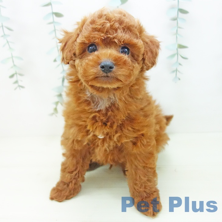 トイ・プードルの写真2