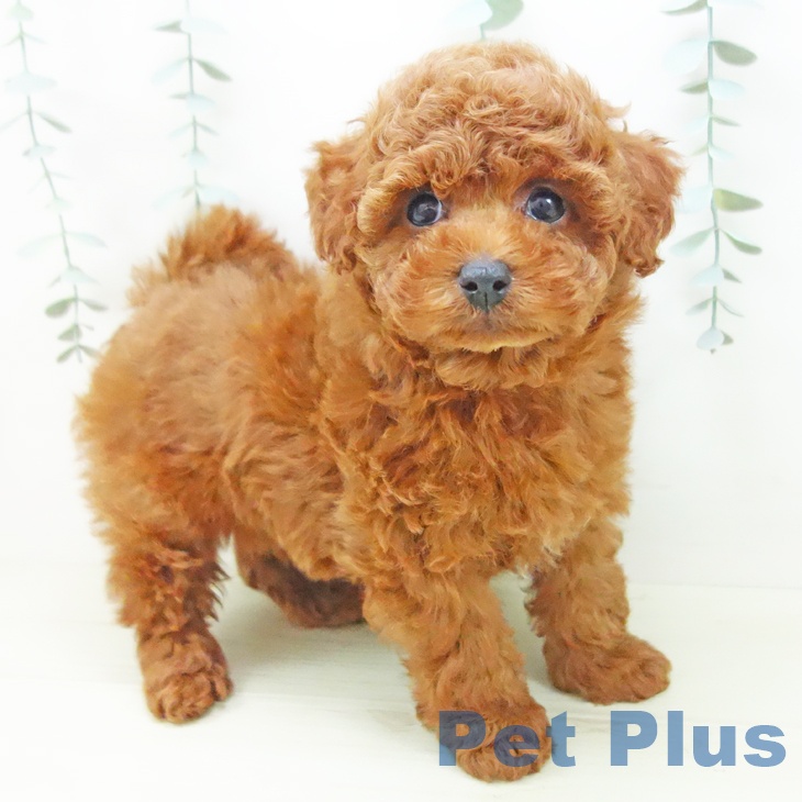 トイ・プードル