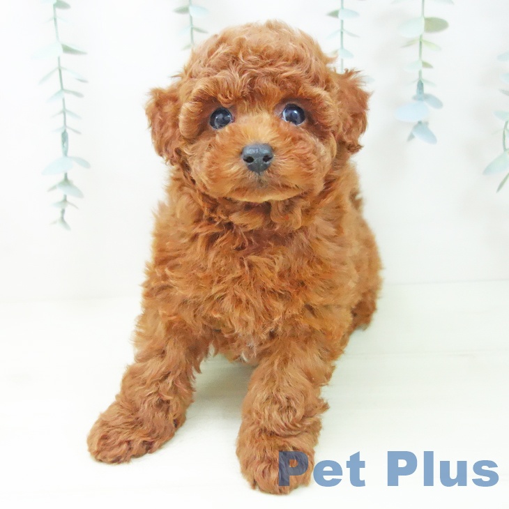 トイ・プードルの写真2