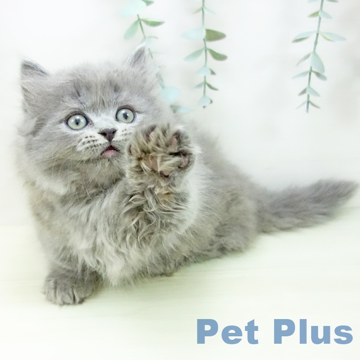 ミヌエットの写真2