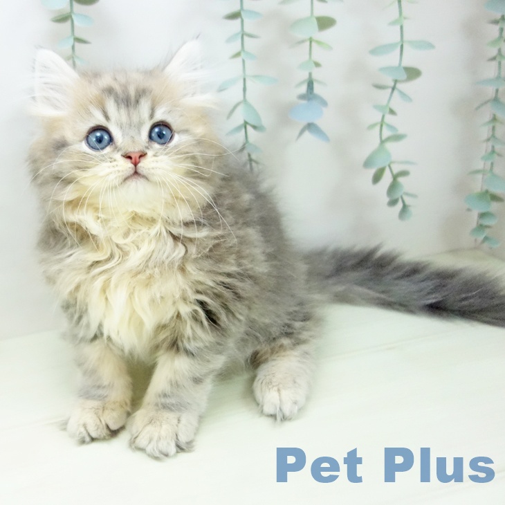 サイベリアンの写真2