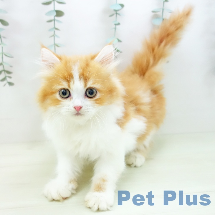 ラガマフィンの写真2