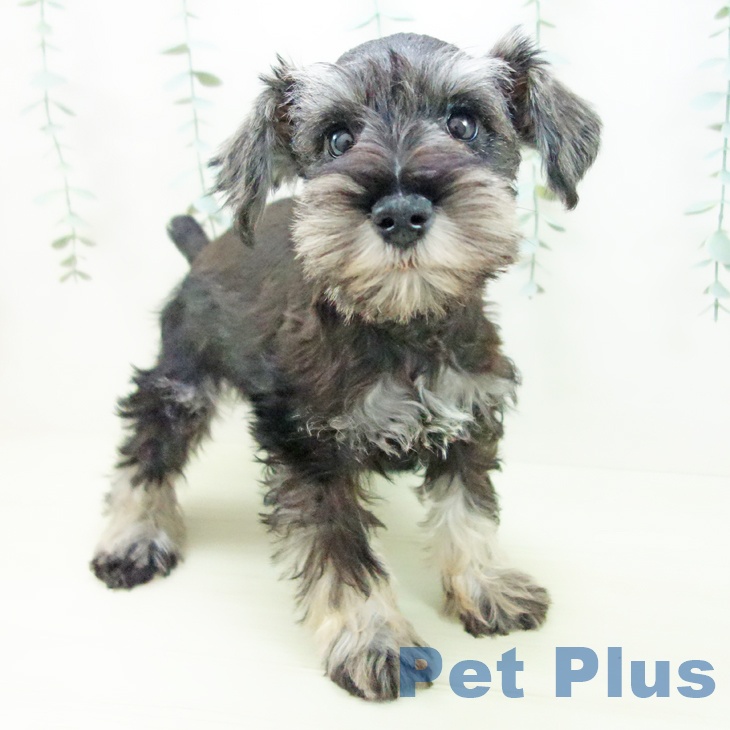 ミニチュア・シュナウザー