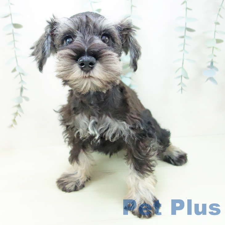 ミニチュア・シュナウザーの写真2