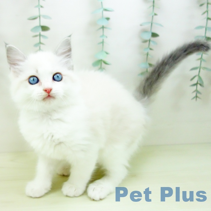 ラグドールの写真2