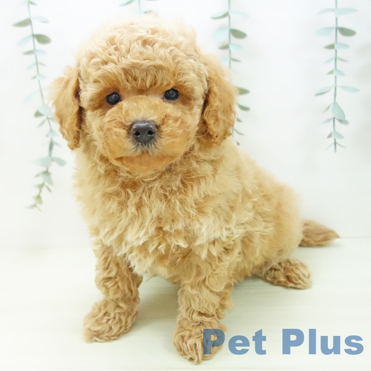 トイ・プードル