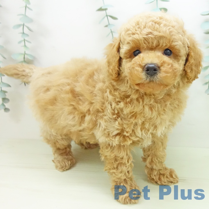 トイ・プードルの写真2