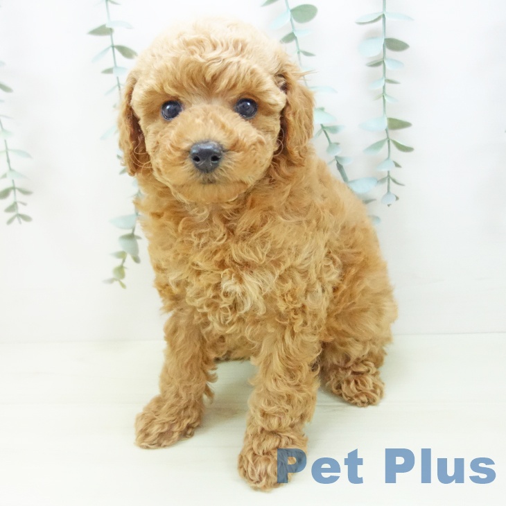 トイ・プードルの写真2