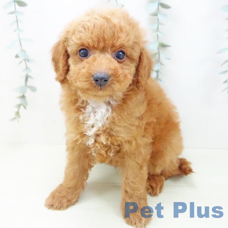 トイ・プードル