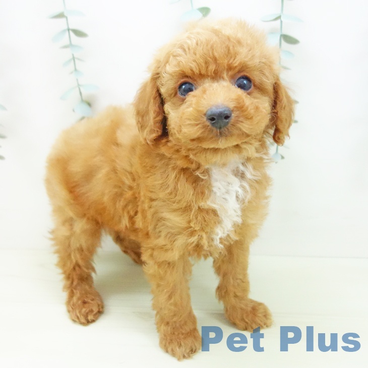 トイ・プードルの写真2